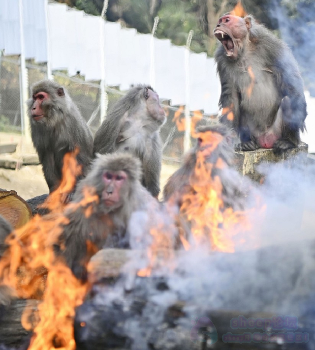 日本山口市发生人猴大战 45人受伤